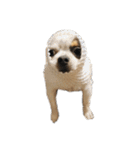 犬戦士ぶんぶん（個別スタンプ：13）