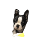 犬戦士ぶんぶん（個別スタンプ：14）