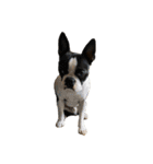 犬戦士ぶんぶん（個別スタンプ：15）