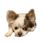 犬戦士ぶんぶん（個別スタンプ：16）