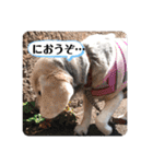 びーぐる★じぇり岡じぇり男（個別スタンプ：7）
