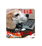びーぐる★じぇり岡じぇり男（個別スタンプ：20）