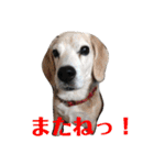 びーぐる★じぇり岡じぇり男（個別スタンプ：27）