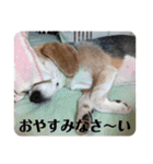 びーぐる★じぇり岡じぇり男（個別スタンプ：31）