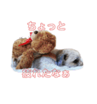 シーズーのチーズはいかがです❓☺️（個別スタンプ：5）