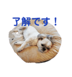 シーズーのチーズはいかがです❓☺️（個別スタンプ：11）