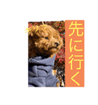 ときどきロイくん（個別スタンプ：14）