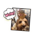 サラ＆ショコラ（個別スタンプ：3）
