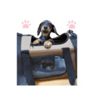 ミニチュアダックスフンド こまろ2（個別スタンプ：8）