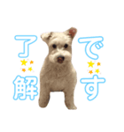 ミニチュアシュナウザー蓮ちゃんPart2（個別スタンプ：6）