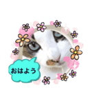 黒白猫クーちゃん・キジ白猫さんまくん☆4（個別スタンプ：1）