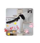 黒白猫クーちゃん・キジ白猫さんまくん☆4（個別スタンプ：3）