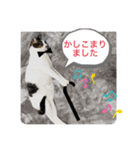 黒白猫クーちゃん・キジ白猫さんまくん☆4（個別スタンプ：5）