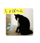 黒白猫クーちゃん・キジ白猫さんまくん☆4（個別スタンプ：7）