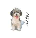 大森家 愛犬スタンプ（個別スタンプ：1）
