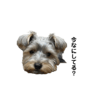 大森家 愛犬スタンプ（個別スタンプ：3）