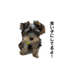 大森家 愛犬スタンプ（個別スタンプ：4）
