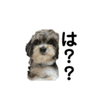 大森家 愛犬スタンプ（個別スタンプ：8）
