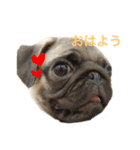ごまと大福（個別スタンプ：5）