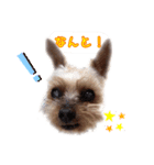 ルカのひとことスタンプ（個別スタンプ：12）