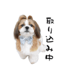 シーズー犬の実写の日常スタンプ（個別スタンプ：10）