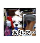 シーズー犬の実写の日常スタンプ（個別スタンプ：20）