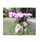 シーズー犬の実写の日常スタンプ（個別スタンプ：21）