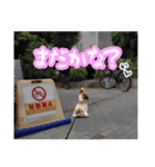 シーズー犬の実写の日常スタンプ（個別スタンプ：22）