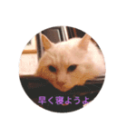 ふわふわみーちゃん（個別スタンプ：5）