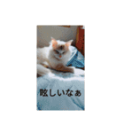 ふわふわみーちゃん（個別スタンプ：6）