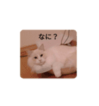 ふわふわみーちゃん（個別スタンプ：10）