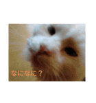 ふわふわみーちゃん（個別スタンプ：11）
