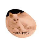 ふわふわみーちゃん（個別スタンプ：14）