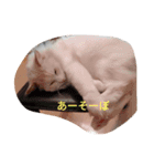ふわふわみーちゃん（個別スタンプ：15）