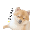 パックと仲間たち（個別スタンプ：3）
