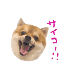 パックと仲間たち（個別スタンプ：8）