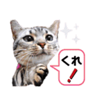 表情豊かで面白い猫 短足だってイイじゃん（個別スタンプ：3）