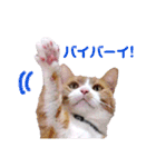 表情豊かで面白い猫 短足だってイイじゃん（個別スタンプ：9）