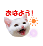 表情豊かで面白い猫 短足だってイイじゃん（個別スタンプ：22）