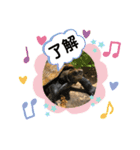 カメさんののんびり日記（個別スタンプ：6）