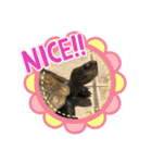 カメさんののんびり日記（個別スタンプ：7）
