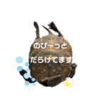 カメさんののんびり日記（個別スタンプ：8）
