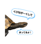 カメさんののんびり日記（個別スタンプ：13）