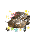 カメさんののんびり日記（個別スタンプ：14）