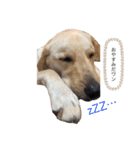 日常クーちゃんスタンプ（個別スタンプ：6）