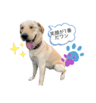 日常クーちゃんスタンプ（個別スタンプ：8）