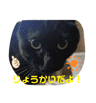 Moto猫スタンプ0（個別スタンプ：1）