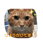 Moto猫スタンプ0（個別スタンプ：2）