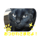 Moto猫スタンプ0（個別スタンプ：4）