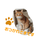 Moto猫スタンプ0（個別スタンプ：5）
